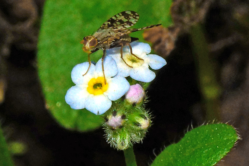 Insetto su Myosotis soleirolii (Tephritidae?)